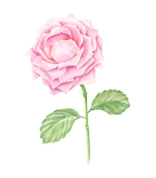 Hand-drawn watercolor pink rose blossom, floral botanical illustration isolated on white background.
