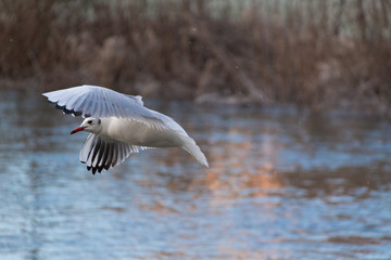 Bird in flight