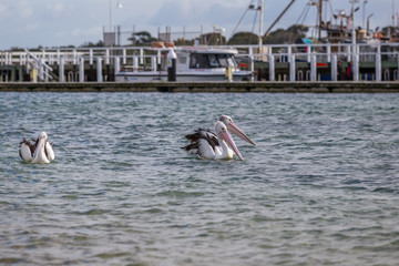 Three pelicans on the water with pier in the background on Phillip Island Australia