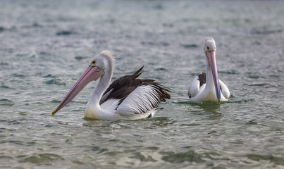 Fototapeta na wymiar Two pelicans on the water looking in different direction on Phillip Island Australia