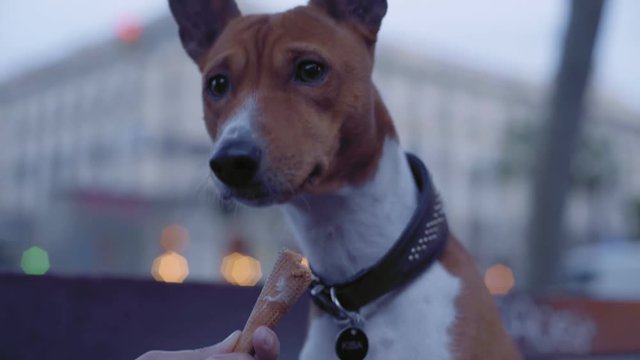 Cute brown and white basenji dog sits on wooden bench and eats ice cream in waffle cone licking gently with joy from owners hand in park in evening. Close up portrait.