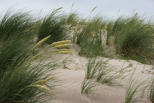 In den D&uuml;nen am Graswader in Heiligenhafen an der Ostsee, Schleswig-Holstein