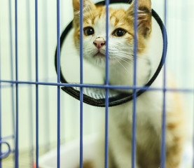 Sick cat collar with a sad expression.