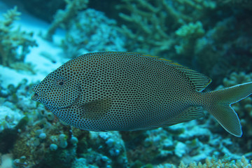 Brown-spotted spinefoot rabbitfish