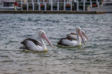 Three pelicans moving to the right on the water on Phillip Island in Australia (Victoria)