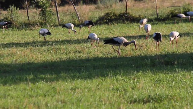 Colonia de cig&uuml;e&ntilde;as buscando alimento en un prado humedo
