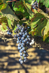 Close up of red grapes on the vine in Napa Valley, California. Napa Valley is the main wine growing region of the United States and one of the major wine regions of the world.