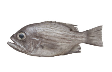 West Australian dhufish isolated on white, Glaucosoma hebraicum