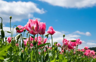 Schlafmohn vor blauem Himmel