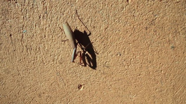 Seguimiento de Insecto Mantis religiosa mimetizada con la pared vertical de color ocre o terroso por la que se desplaza