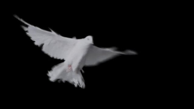 Flying dove in slow motion on Alpha Channel