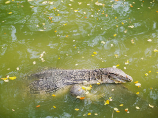 varanus salvator tropical wildlife animal swimming in river