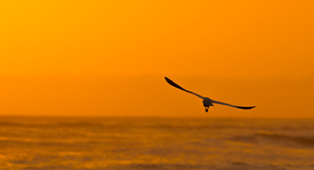 bird flying to the sunset