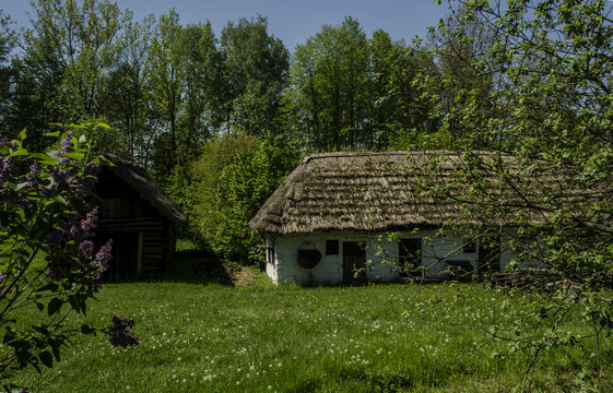 Chlew Bilder Durchsuchen 301 Archivfotos, und Videos