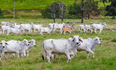 Fototapeta na wymiar Herd of cows sideways in far north queensland Australia