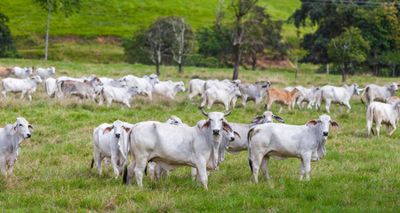 Fototapeta na wymiar Herd of white cows facing right looking straight in a field far north queensland