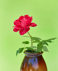 One rose in a vase on a green background