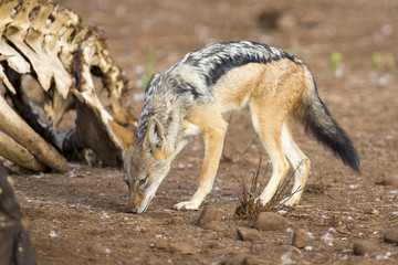 Hungry Black backed jackal looking for food at hippo carcass