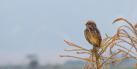 owl on corn plant