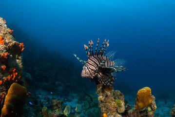 The red lionfish is an invasive species in the Caribbean. The pretty creature that arrived through the aquarium trade is a stress to the ecosystem in its new habitat and is damaging the environment.