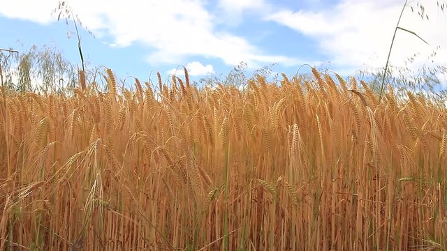 Detalle de plantacion de espigas de cereal ( cebada ) moviendose ligeramente con el aire  y cielo azul , en verano 