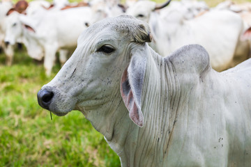 Fototapeta premium Close up of a white cow in front of herd of white cows in far north Queensland Australia
