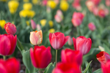 Fototapeta premium Stand Out