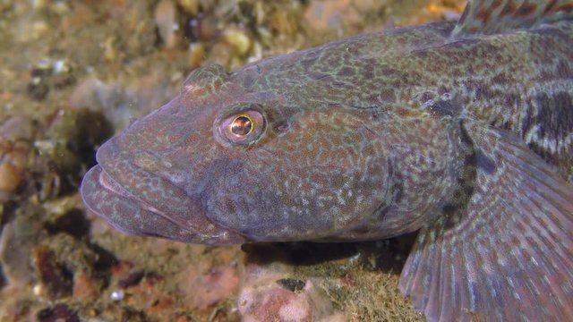 Portrait of Knout goby (Mesogobius batrachocephalus).
