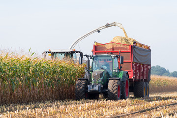 harvesting corn in the netherlands