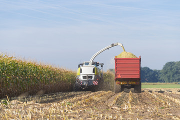 harvesting corn in the netherlands
