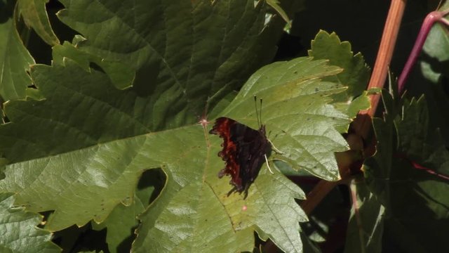 
Mariposa  Polygonia c-album o Nymphalis c-album  posada en una hoja de parra. Primero abre las alas y luego las cierra