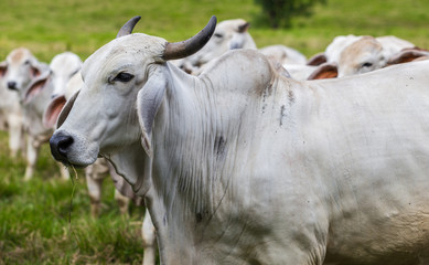 Bull close up facing left with herd in the background in far north Queensland Australia