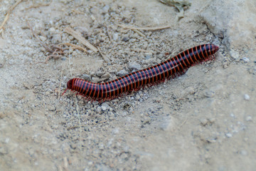 View of a big centipede in Colombia