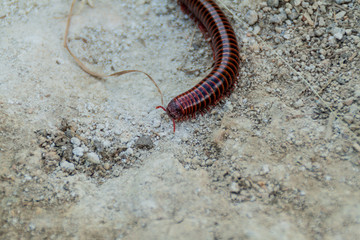 View of a big centipede in Colombia