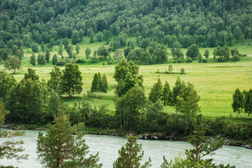 Fototapeta na wymiar Altai, Russia, mountain river Katun, panorama, forest and meadow, wild landscape, beautiful nature
