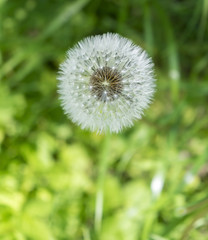 blowball closeup