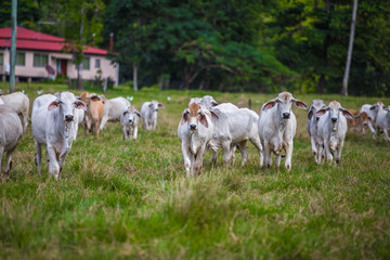 Obraz premium Herd of cows looking straight ahead in far north queensland Australia