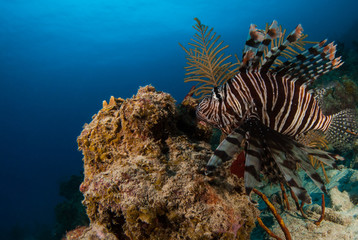 The red lionfish is an invasive species in the Caribbean. The pretty creature that arrived through the aquarium trade is a stress to the ecosystem in its new habitat and is damaging the environment.