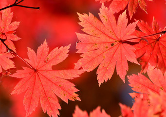 Autumn, red maple tree, autumnal ornament