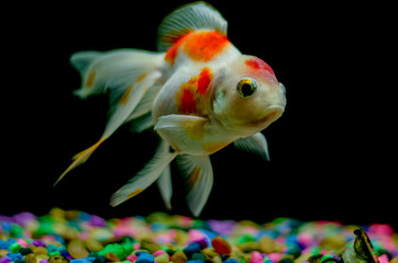 White Gold fish 