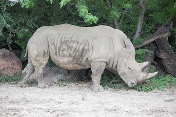 Fototapeta premium Rhino