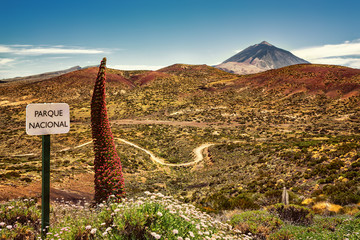 Tenerife, Teide, Tajinaste - obrazy, fototapety, plakaty