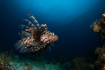 Naklejka na ściany i meble The red lionfish is an invasive species in the Caribbean. The pretty creature that arrived through the aquarium trade is a stress to the ecosystem in its new habitat and is damaging the environment.