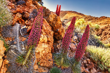 Tenerife, Teide, Tajinaste © Ingo Bartussek