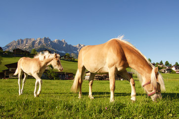 Obraz na płótnie Canvas Two Haflinger horses in front of the Wilder Kaiser in Tirol Austria
