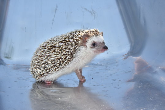 Hedehog