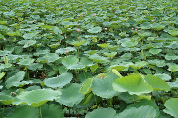 ハノイの蓮の花