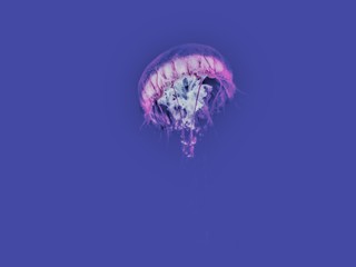 Marine Life. 