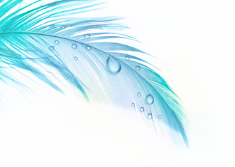Beautiful turquoise and blue feather bird with water drops isolated on white background.