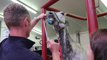 Research and treatment sick horse in horse doctor, veterinarian colic complaints 